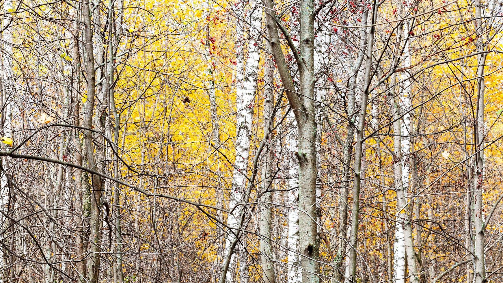 panoramic view of tree trunks and yellow leaves photo