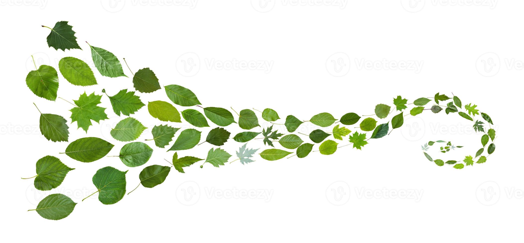 spiral pattern from green leaves isolated on white photo