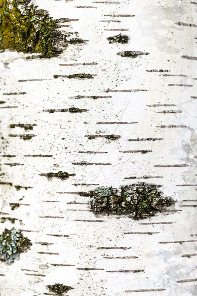 part of white trunk of birch tree close up photo