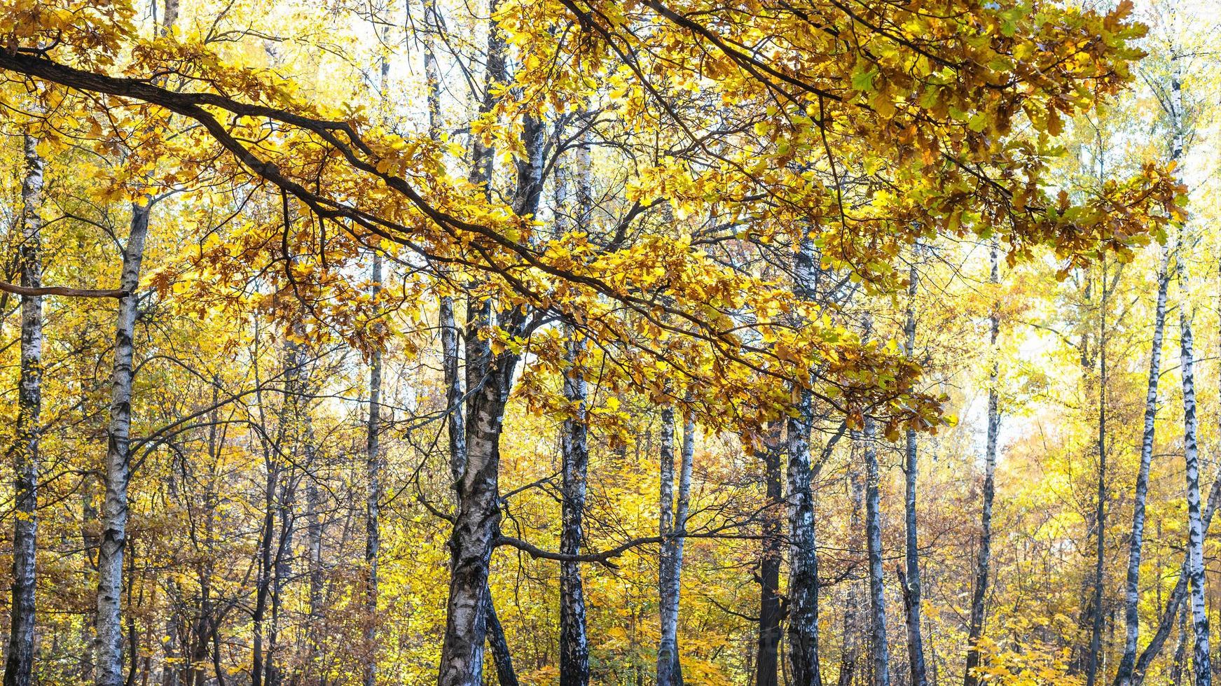 panoramic view of oak foliage and birch grove photo