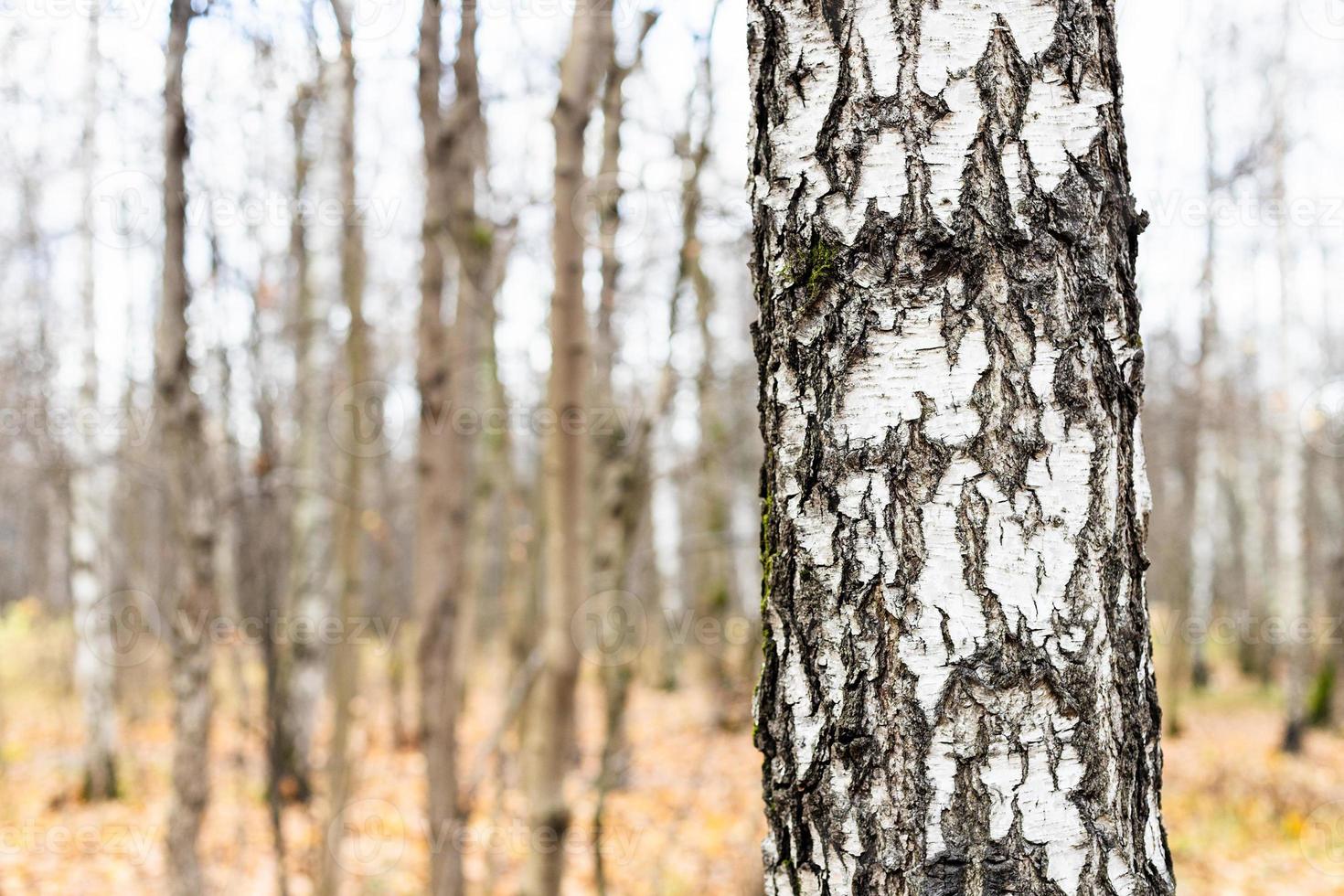 birch tree trunk close up and bare trees in autumn photo