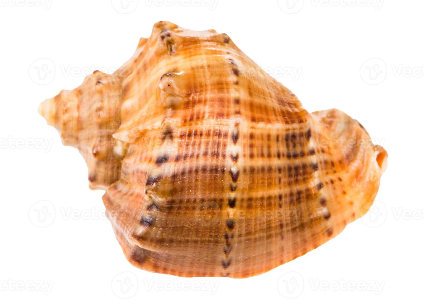shell of rapana isolated on white photo