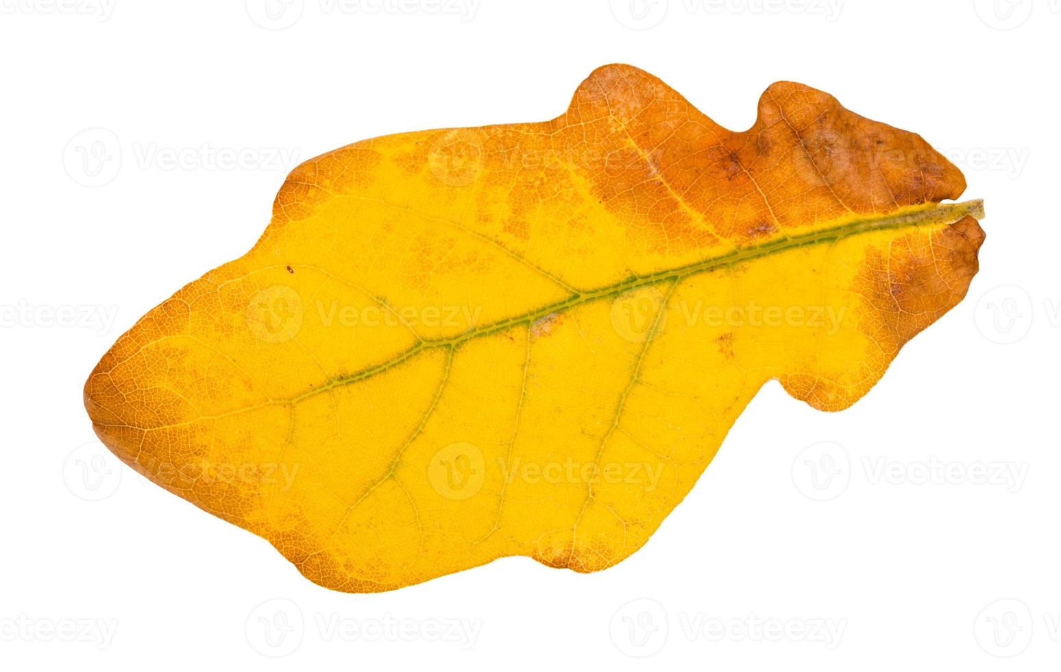 fallen yellow oak leaf isolated on white photo