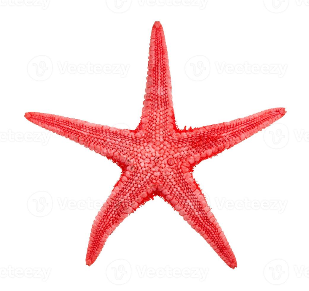 dried red starfish sea star isolated on white photo