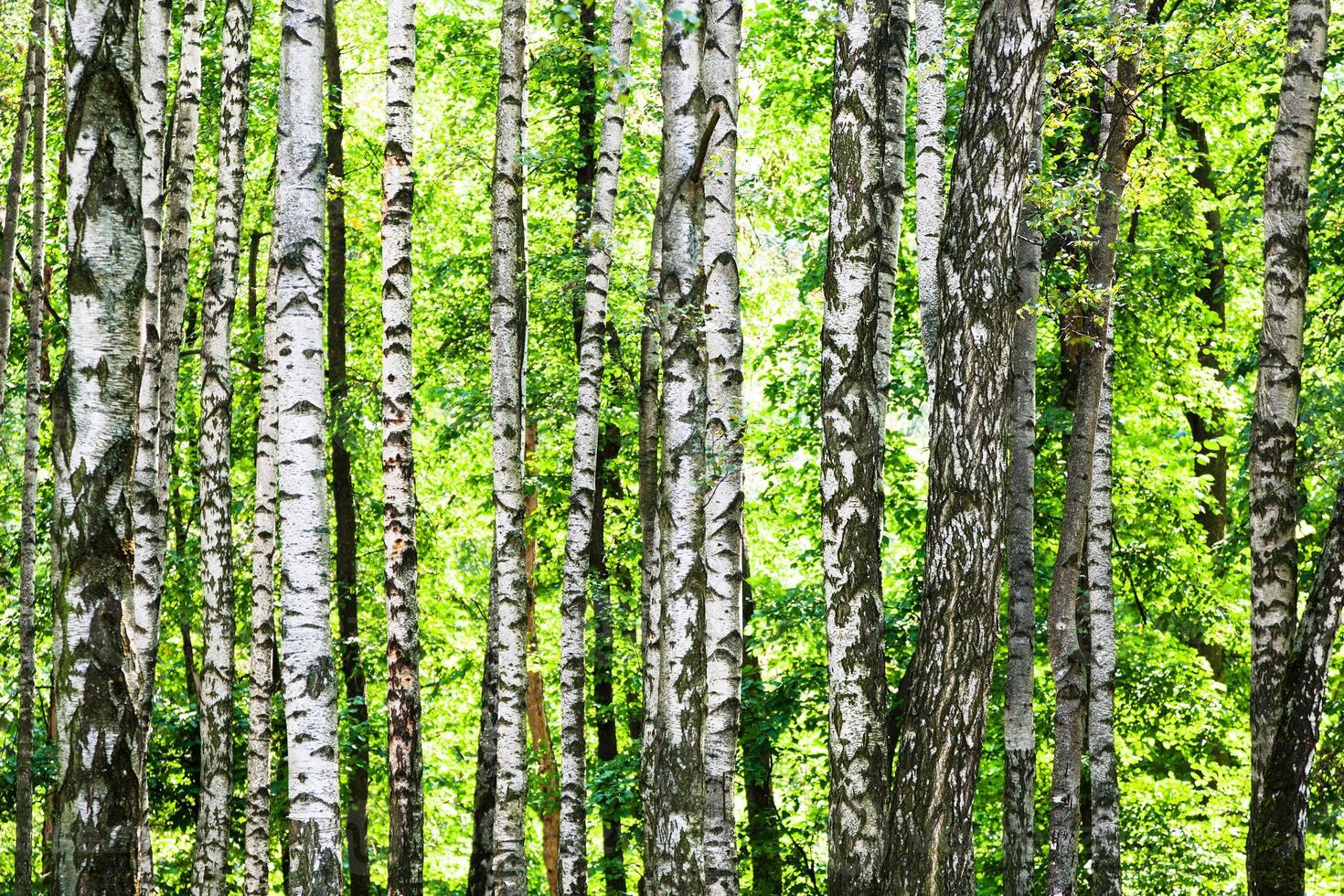 birch grove in green forest on sunny summer day photo