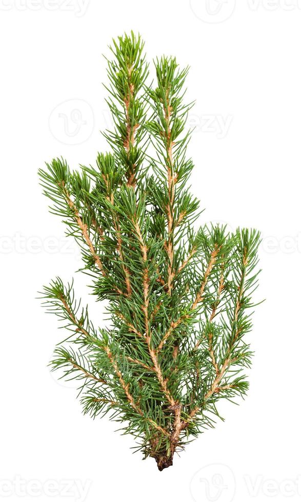 branches of natural spruce isolated on white photo