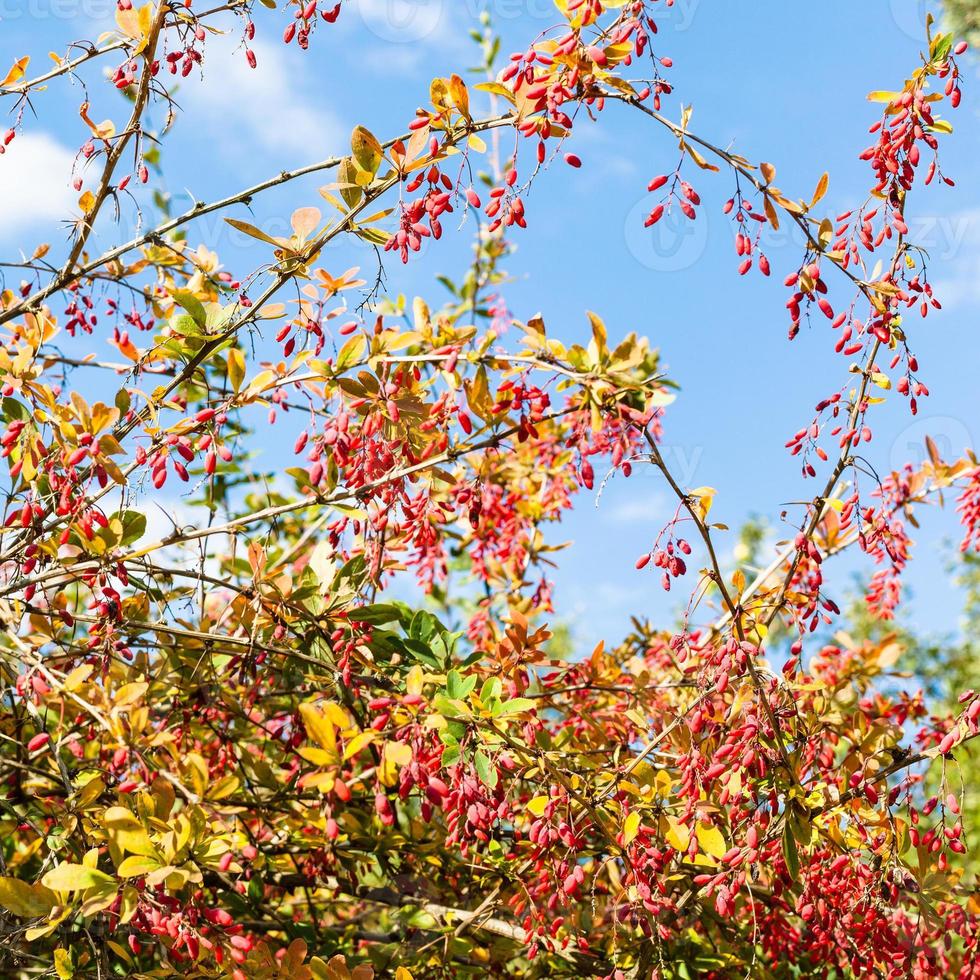 colorful barberry with ripe fruits in autumn day photo