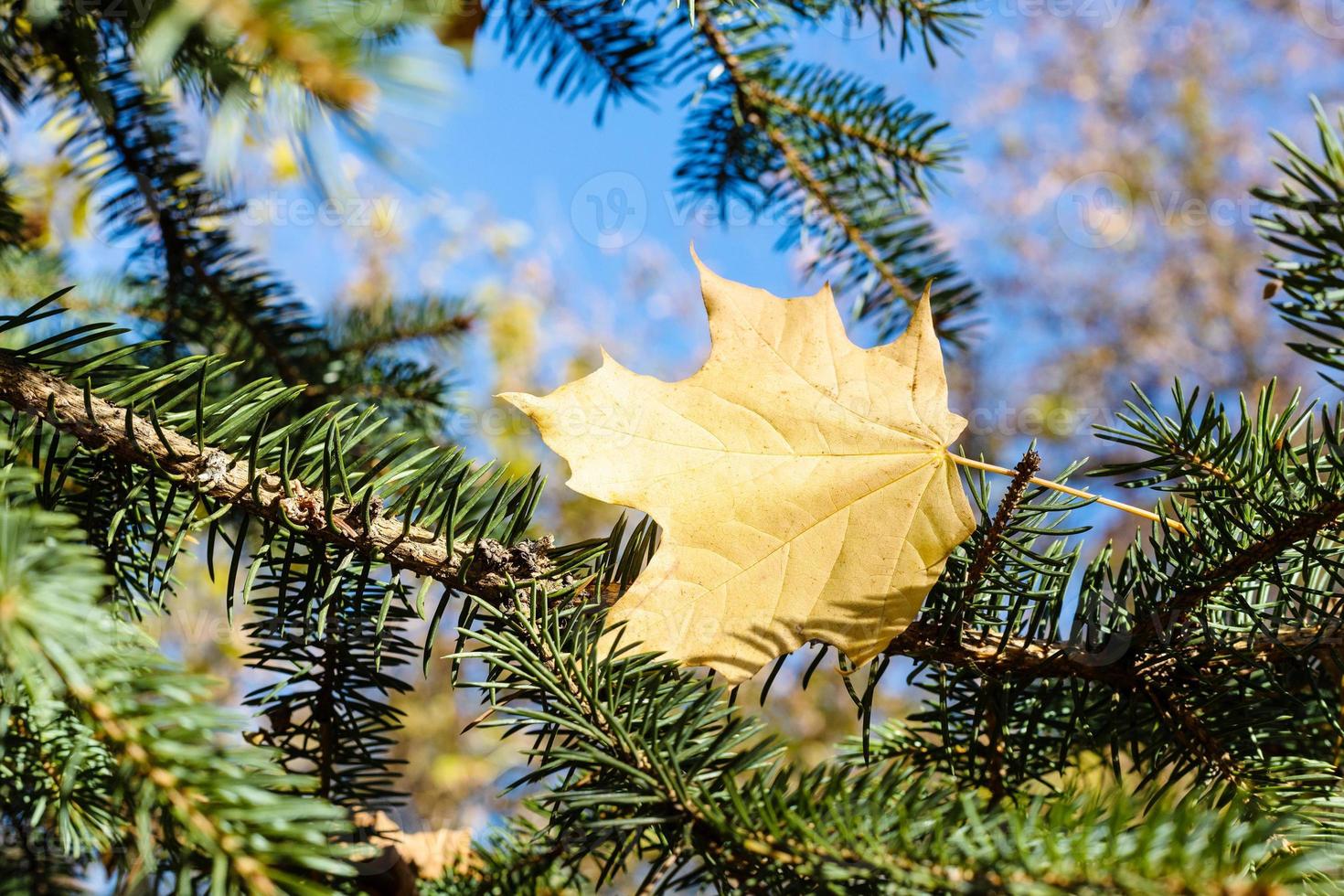 fallen maple leaf in needles of firtree close up photo