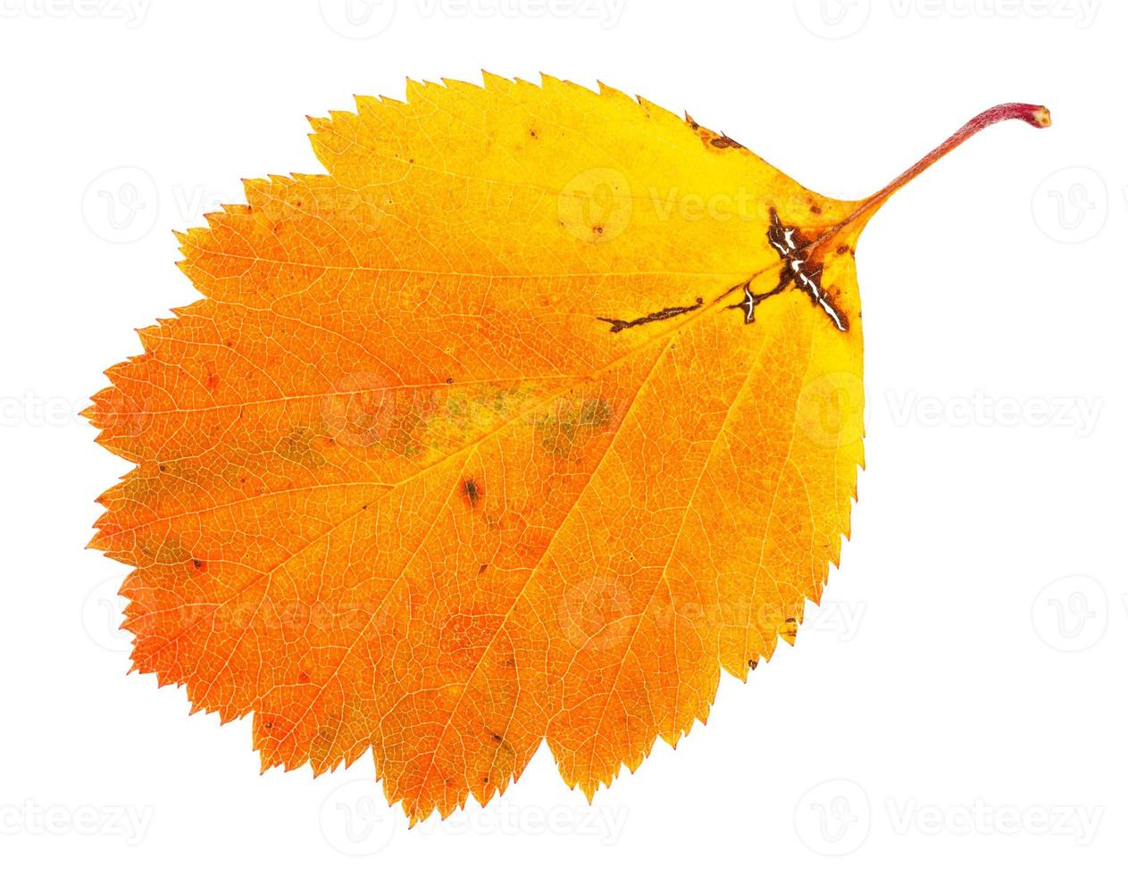 orange fallen leaf of hawthorn tree isolated photo