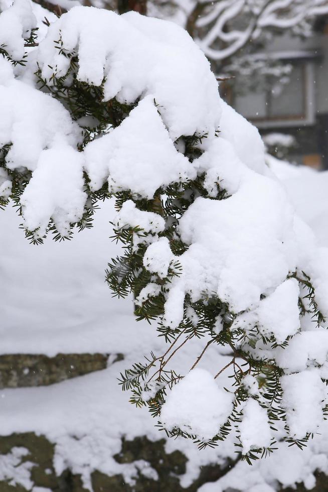 Winter scene, snow on pine branches. photo