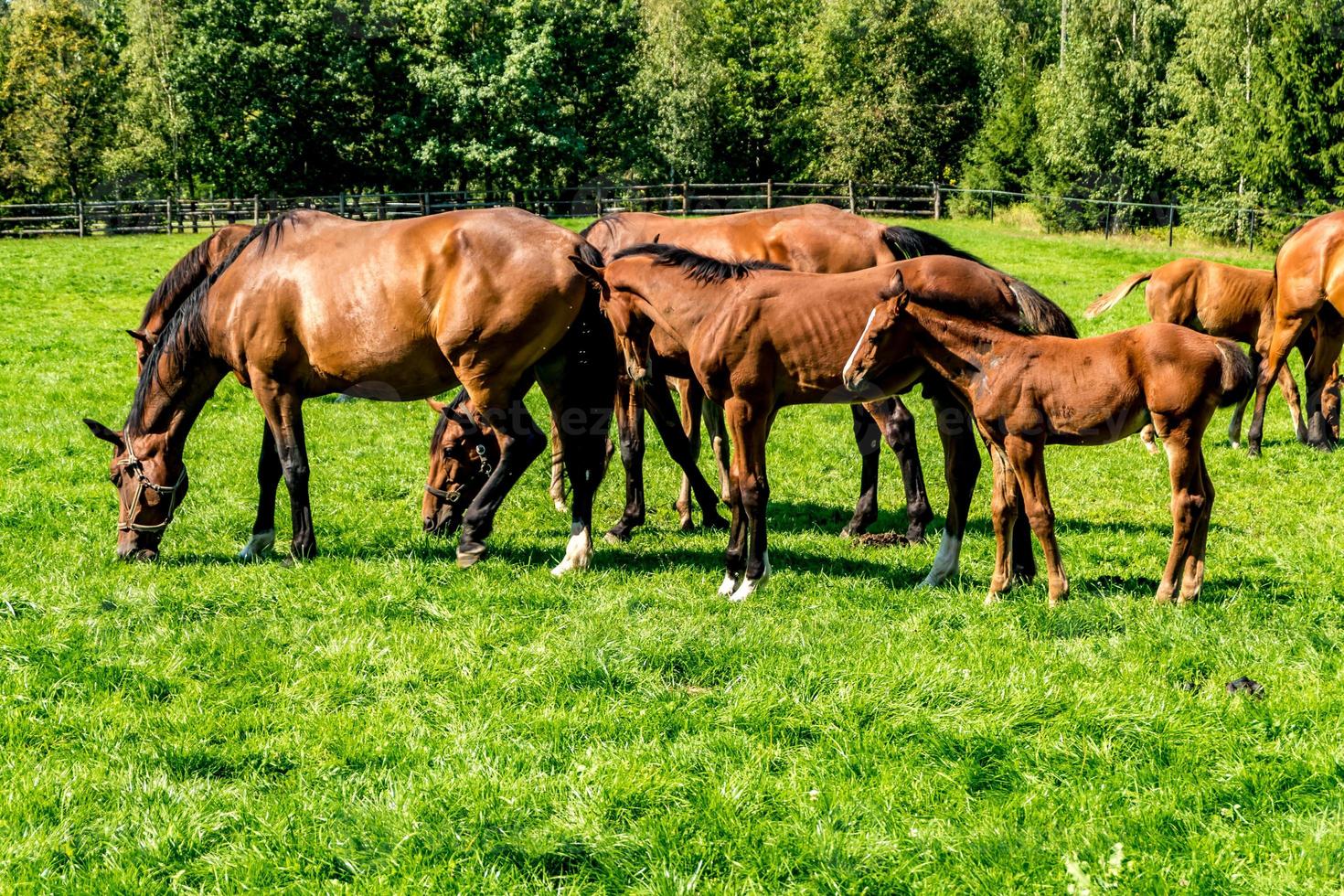 manada de caballos de élite pasta en el césped cerca del bosque foto