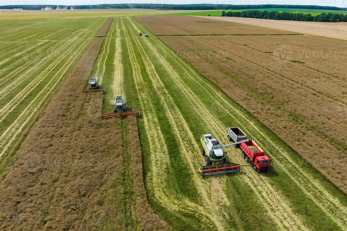 vista aérea sobre modernas cosechadoras pesadas quitan el pan de trigo maduro en el campo. trabajo agrícola estacional foto