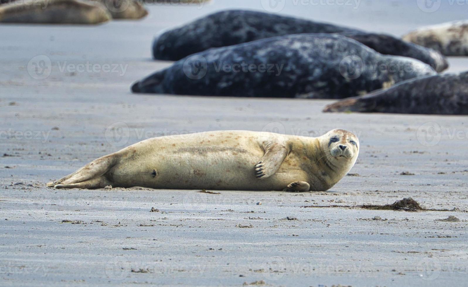 Grey seal on Heligoland photo