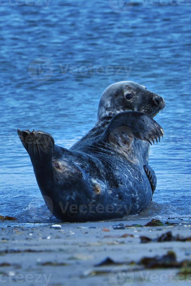 Grey seal on the beach of Heligoland - island Dune photo