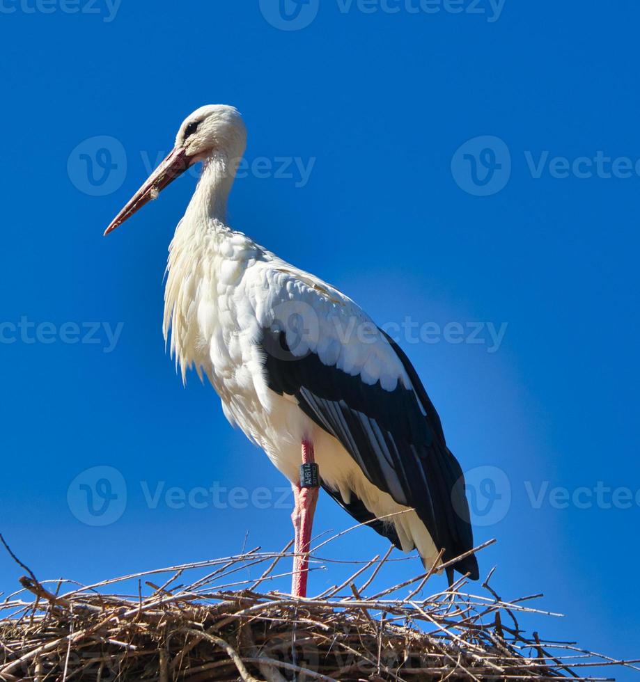 white stork in front of blue sky on nest photo