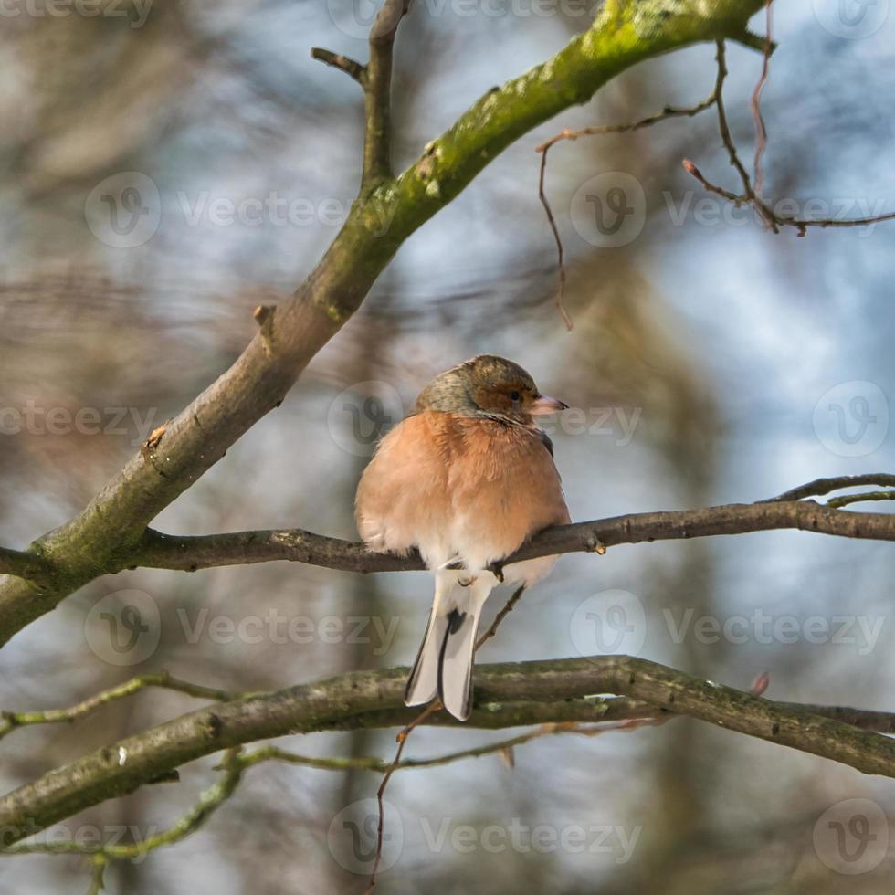 single chaffinch on a tree in the winter photo