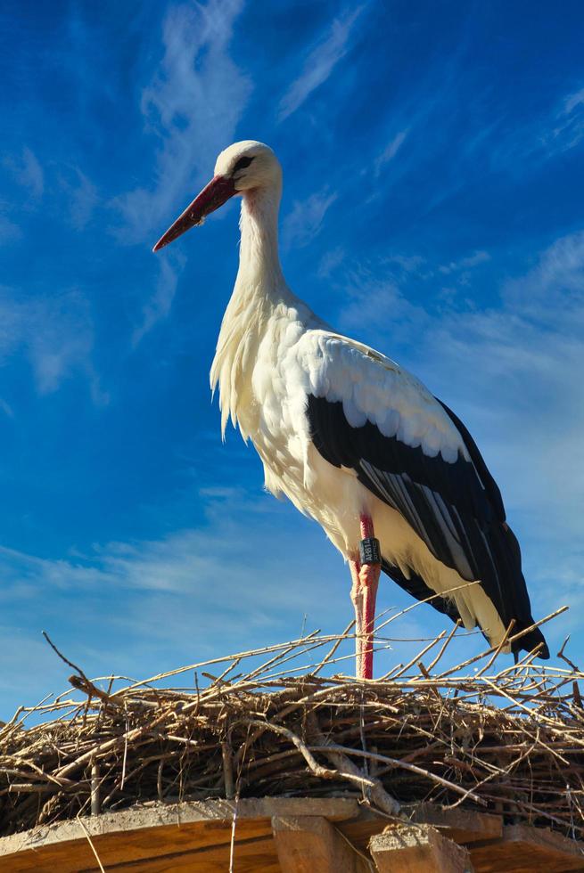 white stork in front of blue sky on nest photo