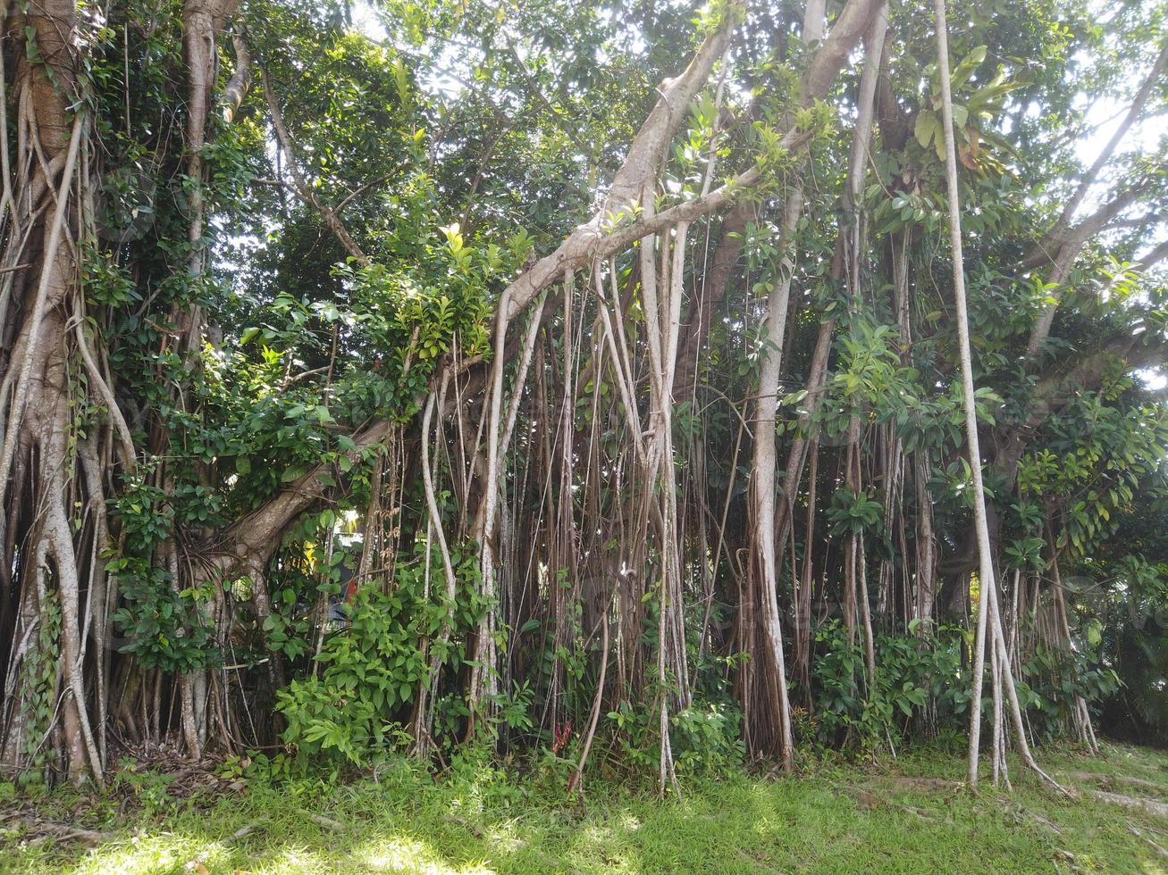 old trees at local park in bangladesh photo