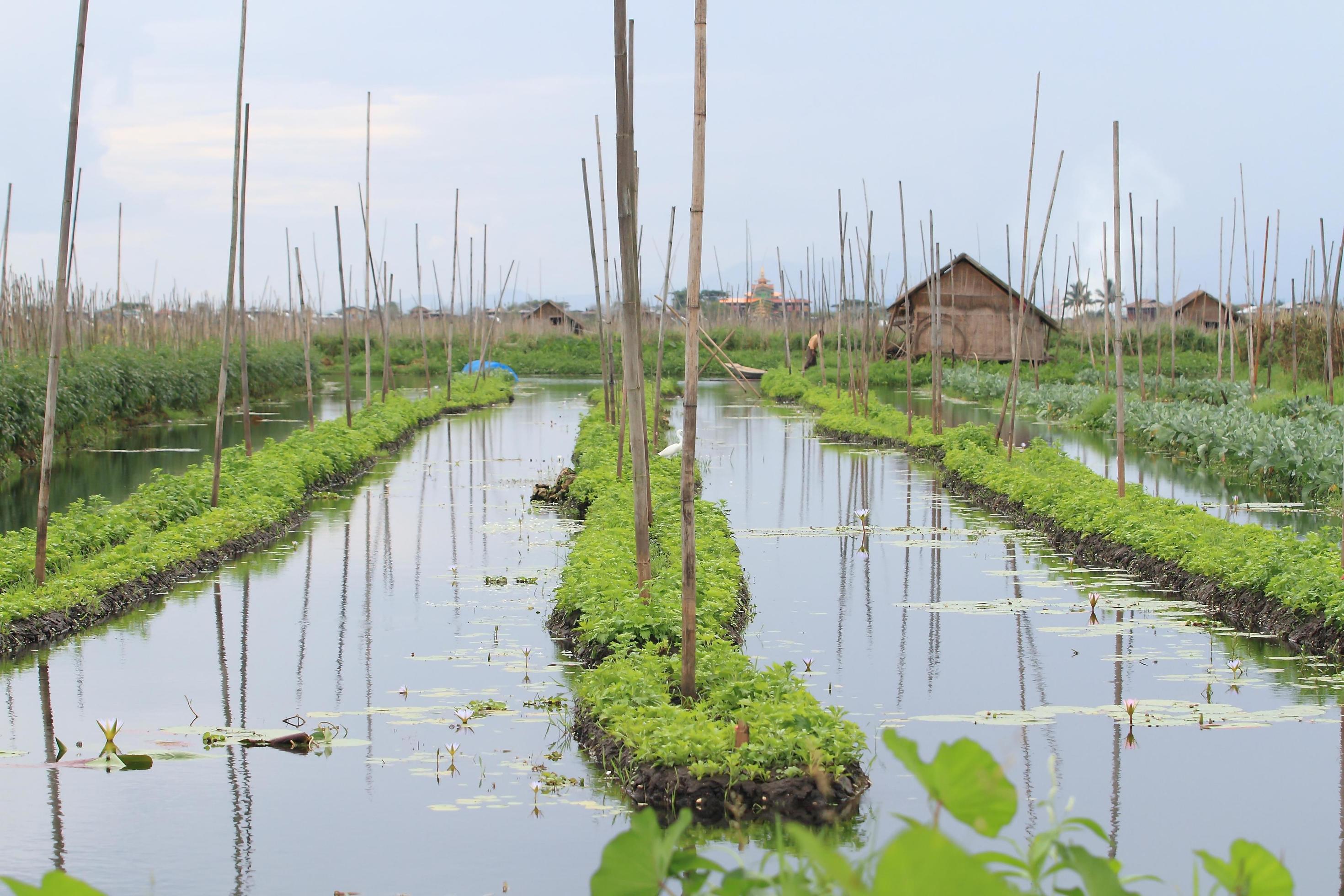 Floating gardens, Inle Lake 10324649 Stock Photo at Vecteezy