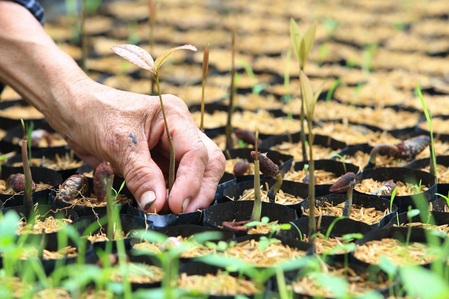 female hands hold a young seedling photo