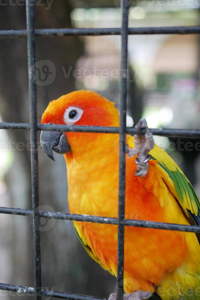 Sun Cornure parrots yellow and green. Parrots are raise photo