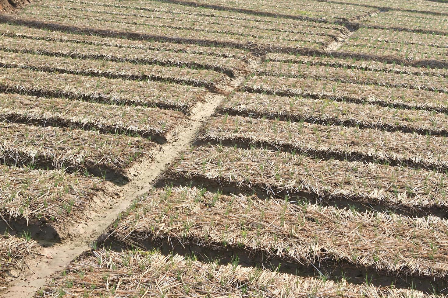 campo de cebolla verde en el norte de Tailandia foto