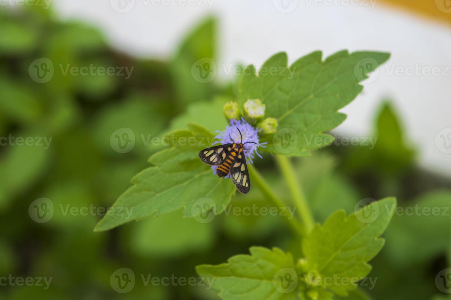 huebneri, una pequeña mariposa posada sobre una flor praxelis. fotografía de naturaleza foto