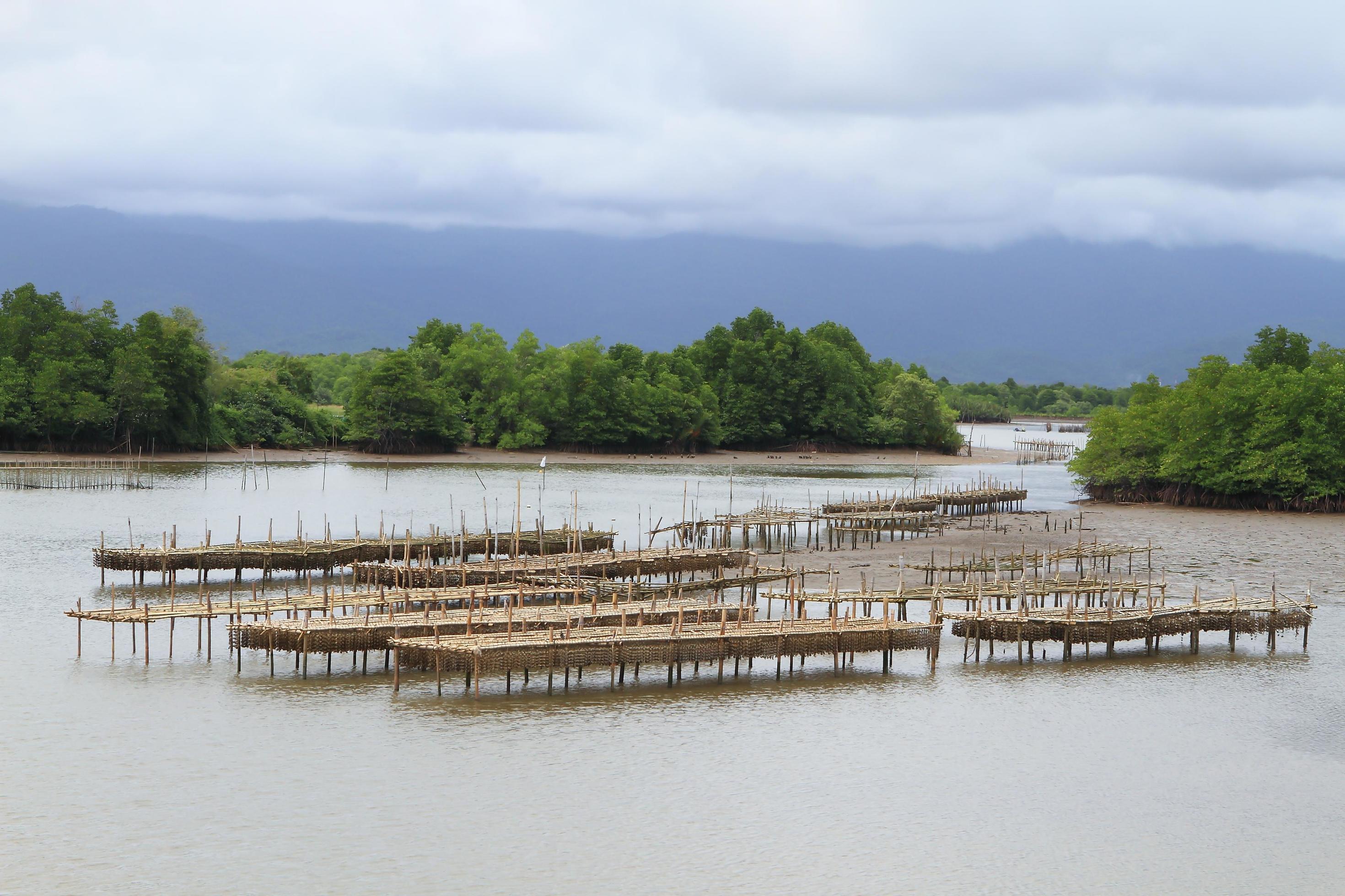 Shellfish farm, Thailand 10325147 Stock Photo at Vecteezy