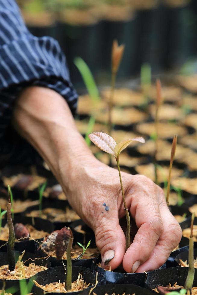 female hands hold a young seedling photo