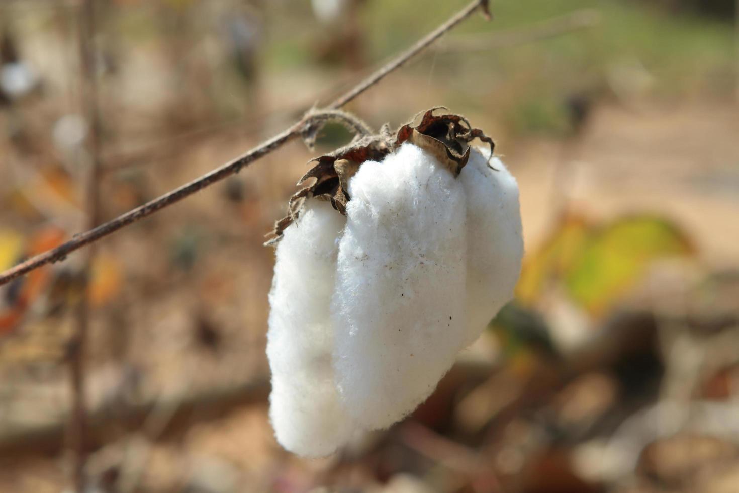 Close-up of Ripe cotton   on branch photo