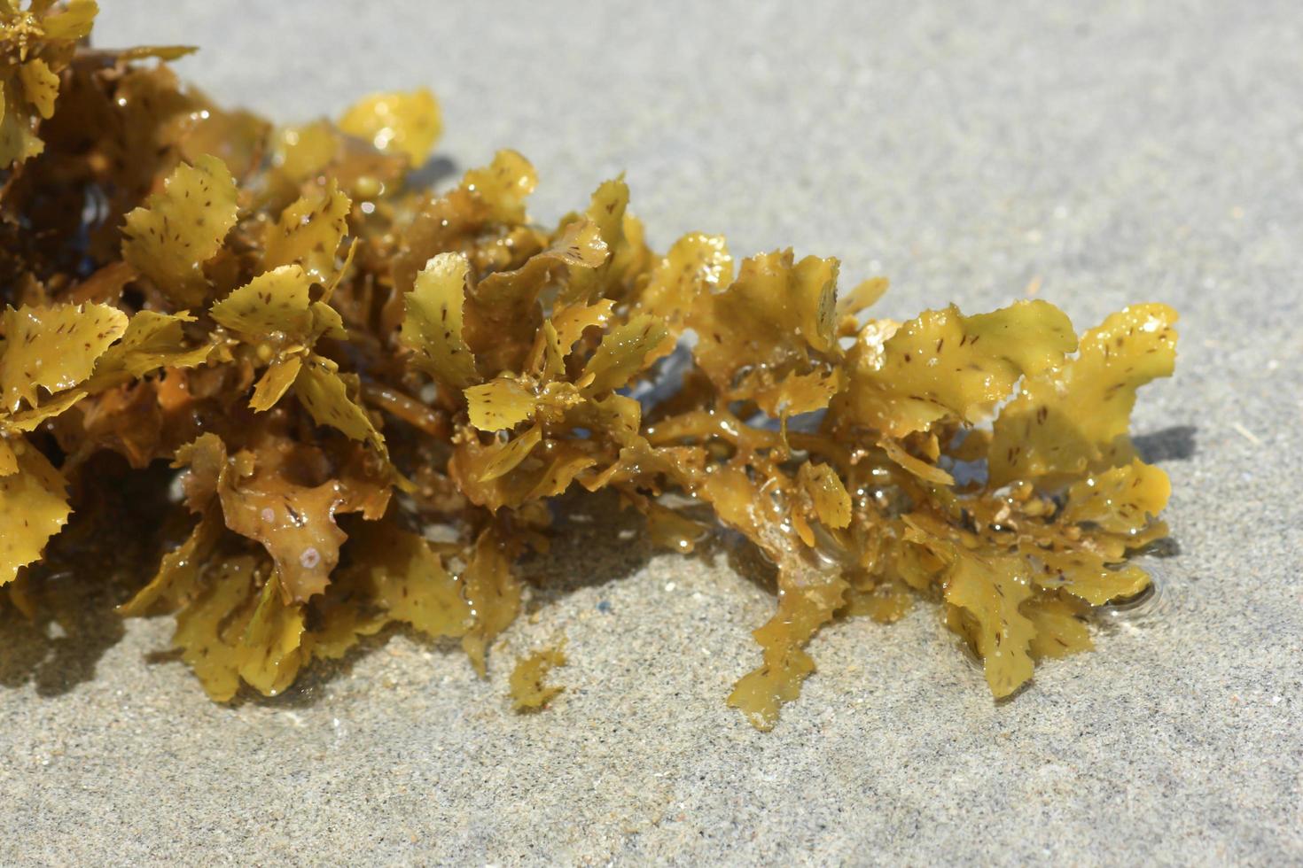 Alga on the beach of thailand photo