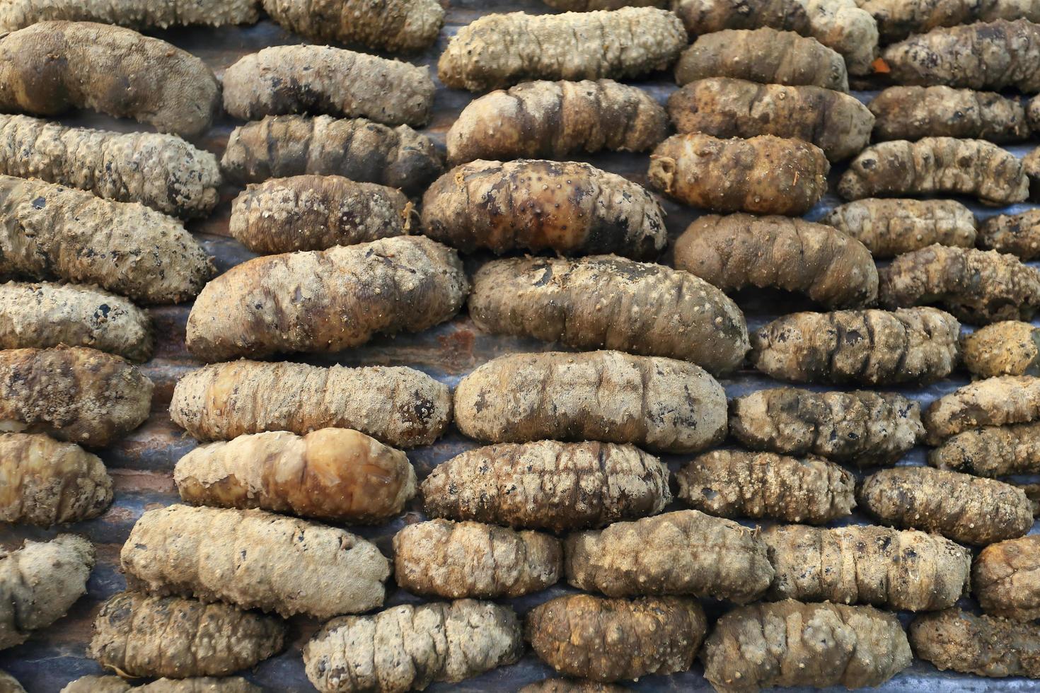 Drying Sea Cucumber Outdoor photo
