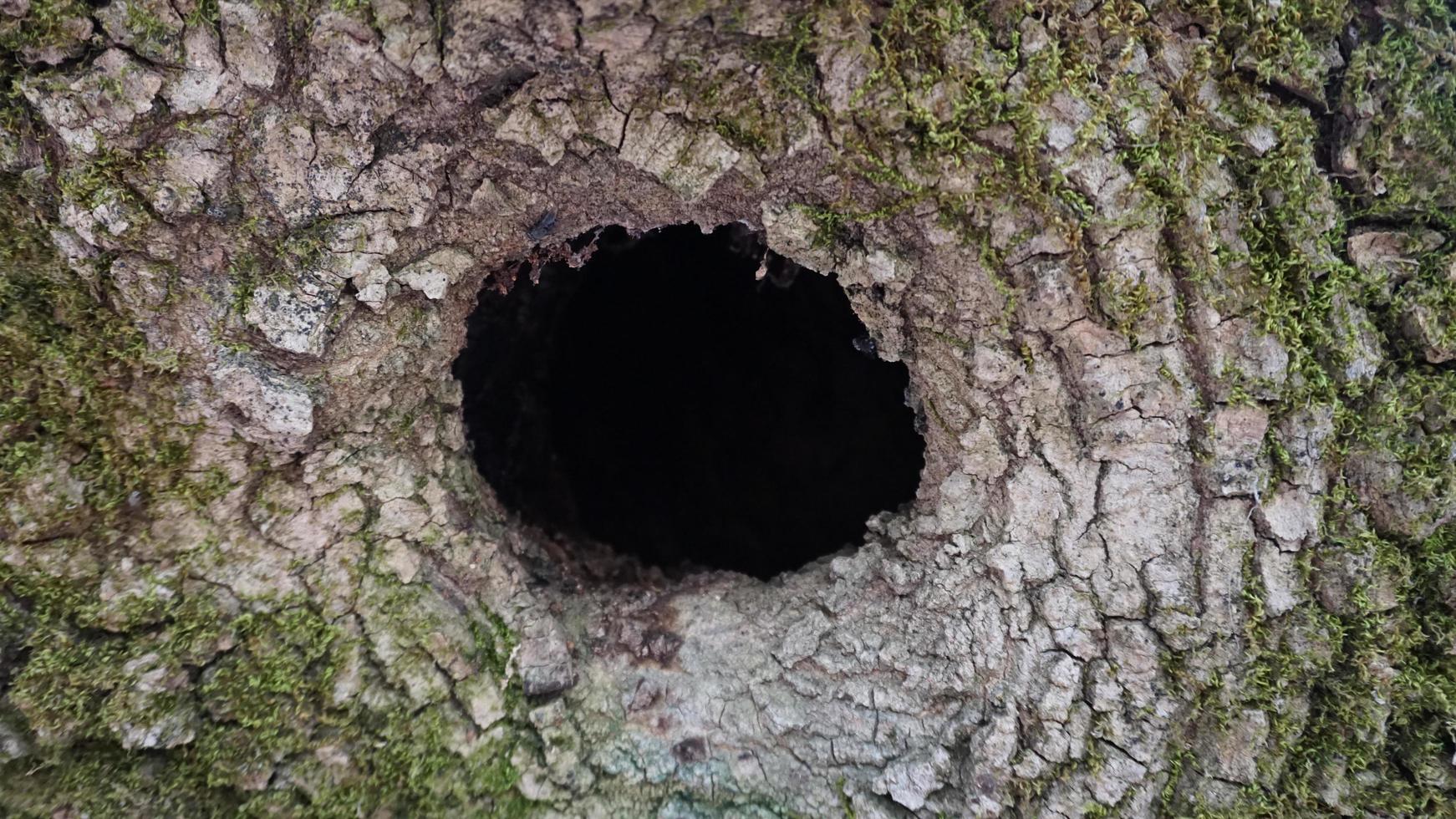 nido de pájaro en el tronco del árbol hueco foto