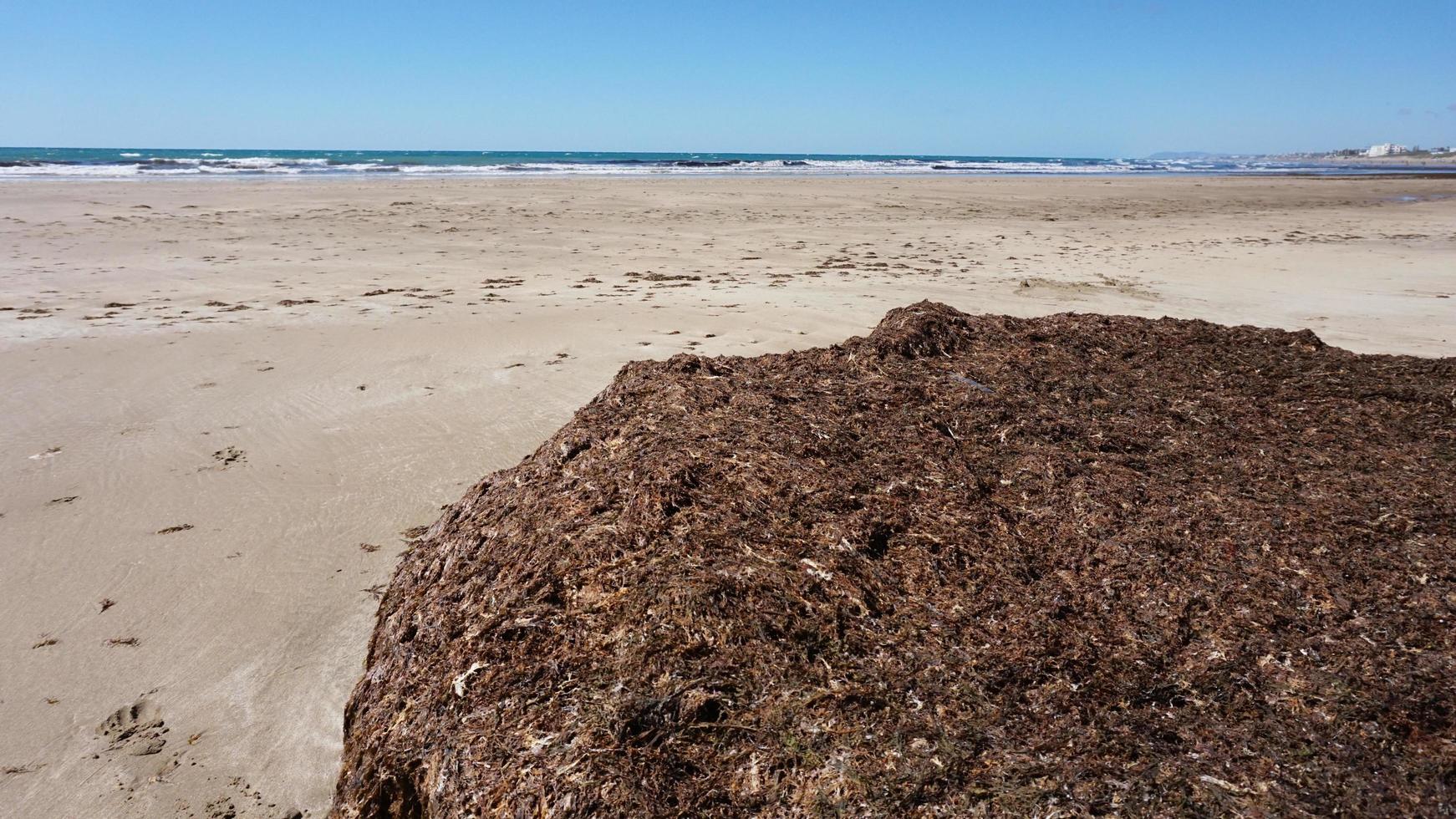 Red Seaweed. Seaweed laying on the beach.Stinky smell of red tide algae photo