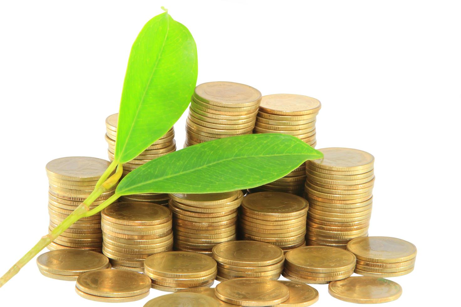 Gold coins and plant. On a white background photo