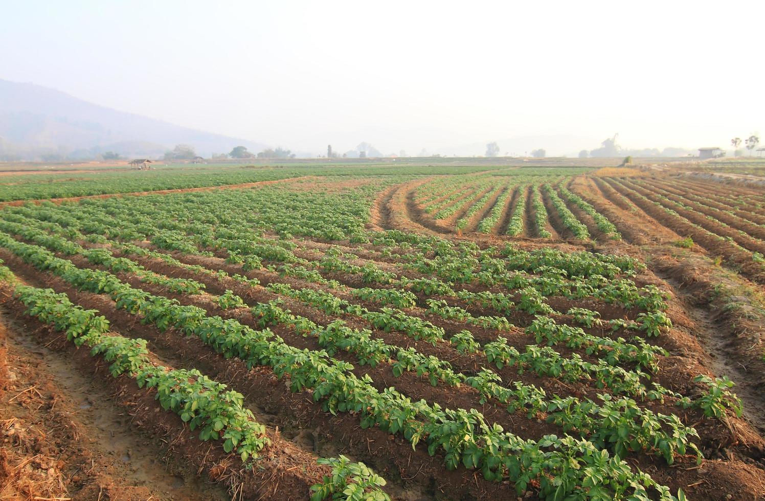 Rows of recently sprouted potatoes growing in a field photo