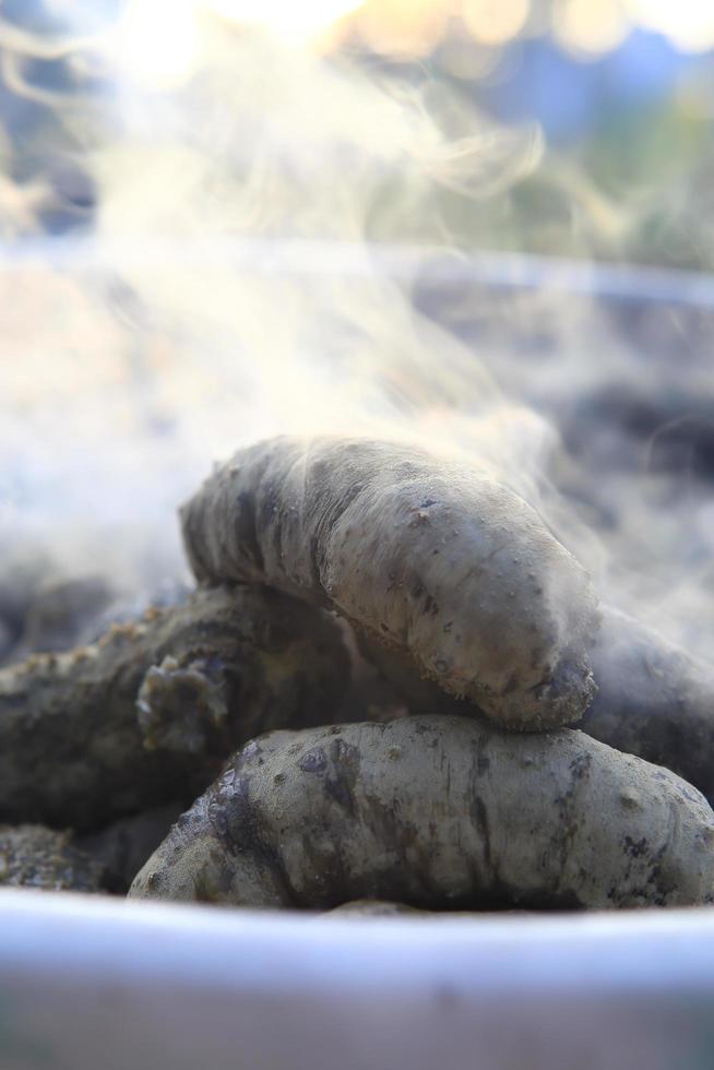 Drying Sea Cucumber Outdoor 10325475 Stock Photo at Vecteezy
