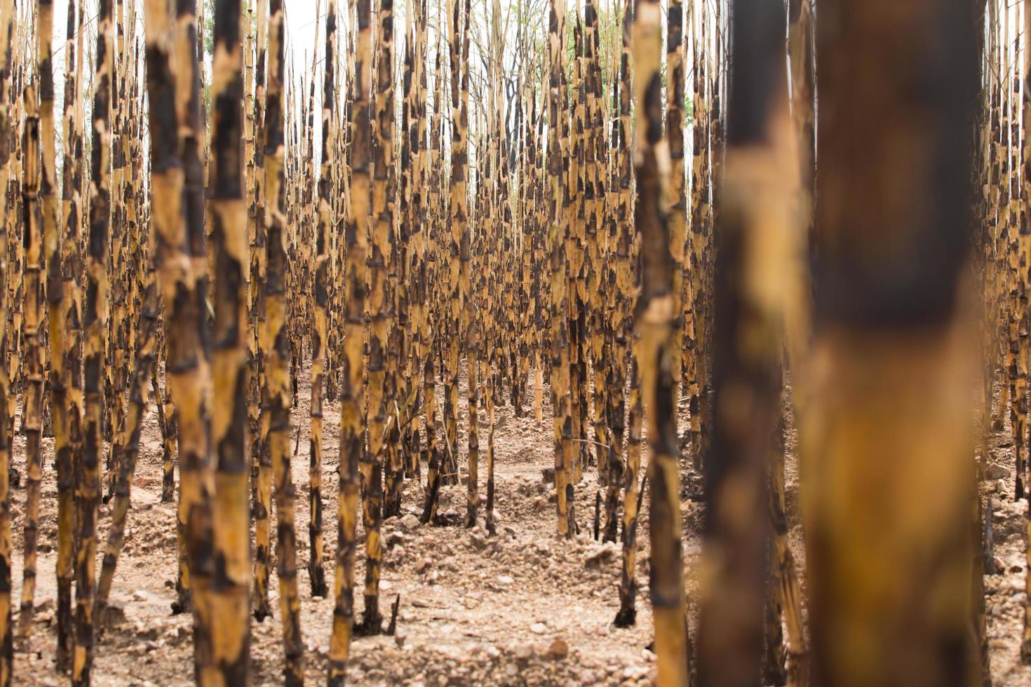 Sugarcane field fired photo