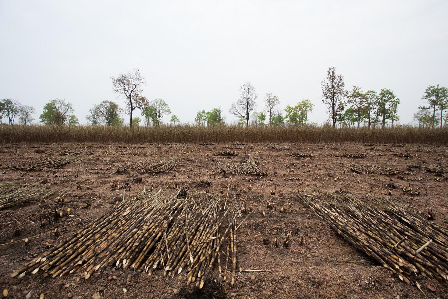 Sugarcane field fired photo