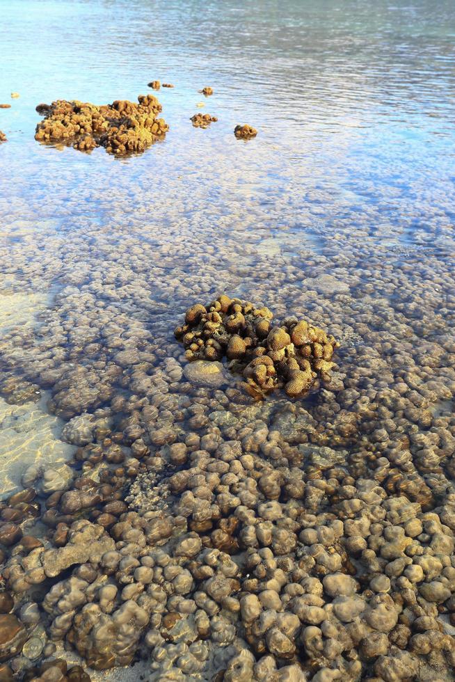 Corals in shallow waters during low tide photo