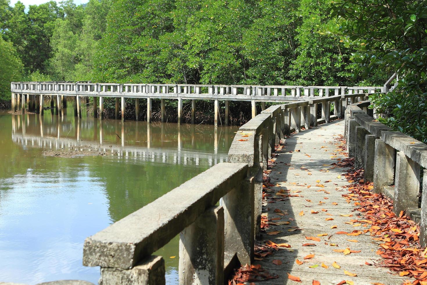 Concrete bridge go to mangrove forest photo