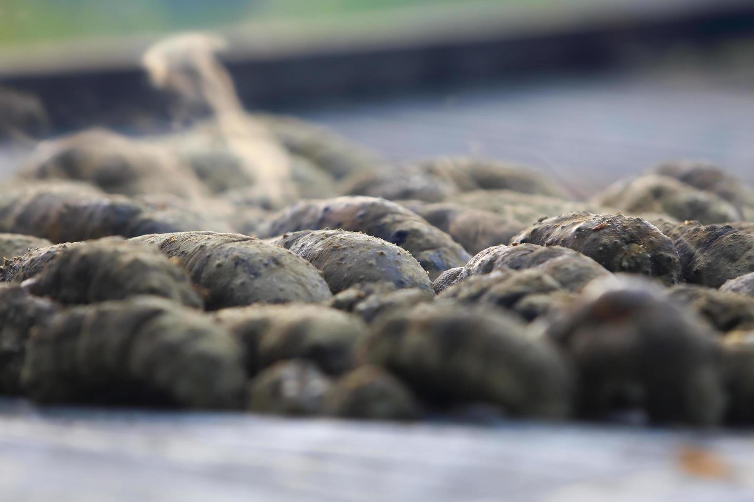 Drying Sea Cucumber Outdoor 10325835 Stock Photo at Vecteezy