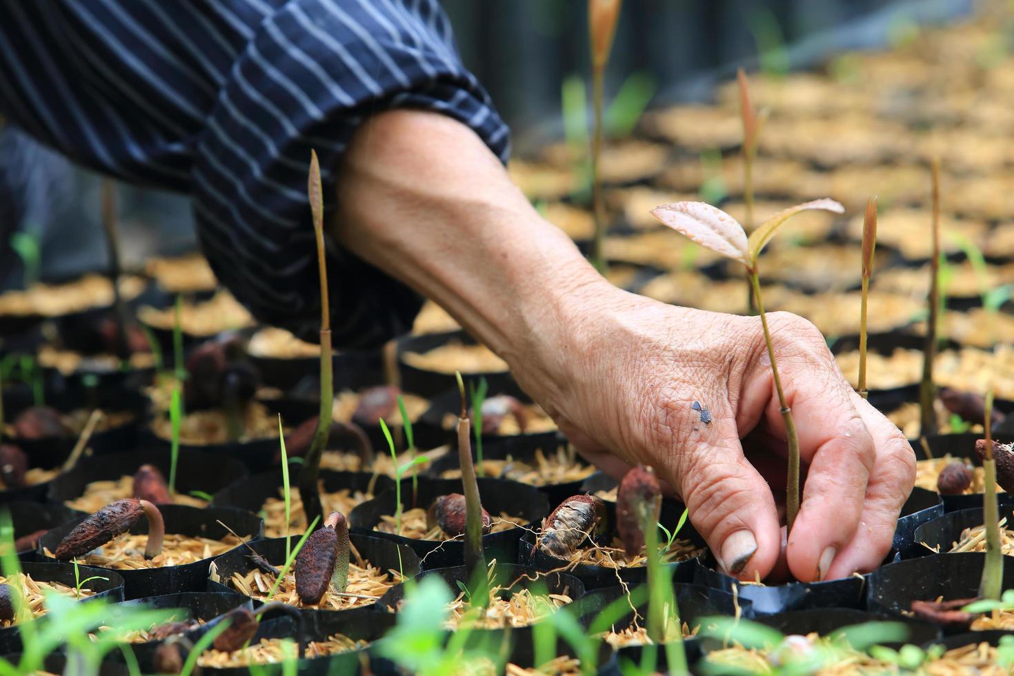 female hands hold a young seedling photo