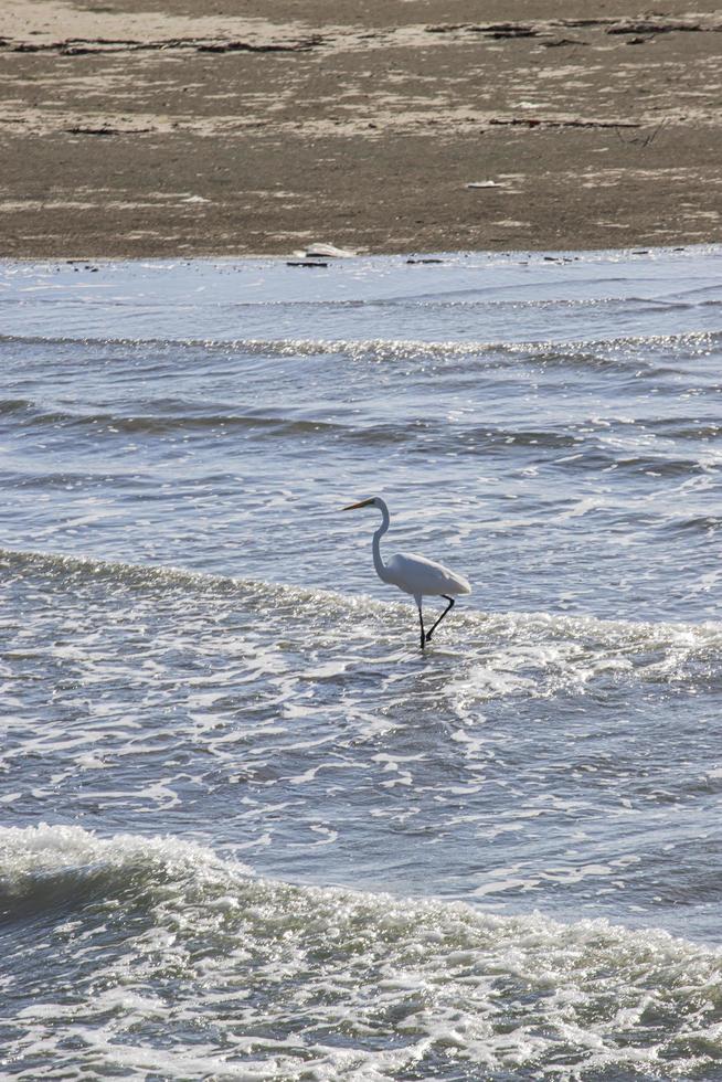 white egret walking in the sea photo