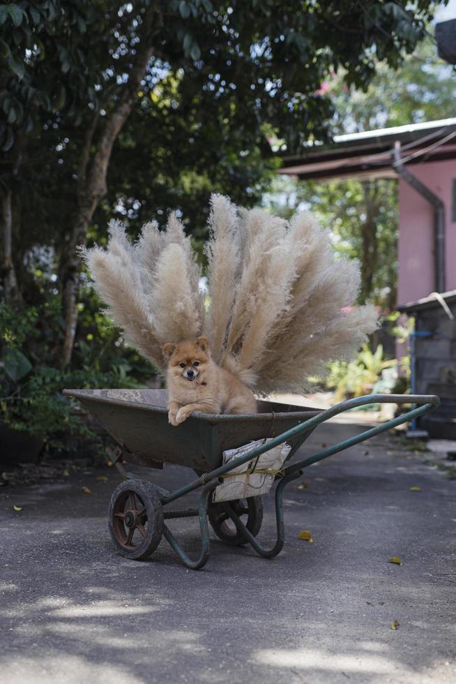 pomeranian dog puppy photo