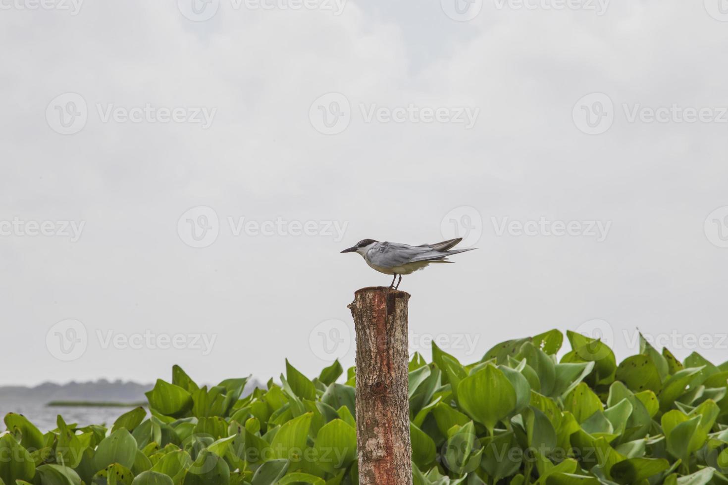 Thale Noi, Phatthalung, Thailand photo