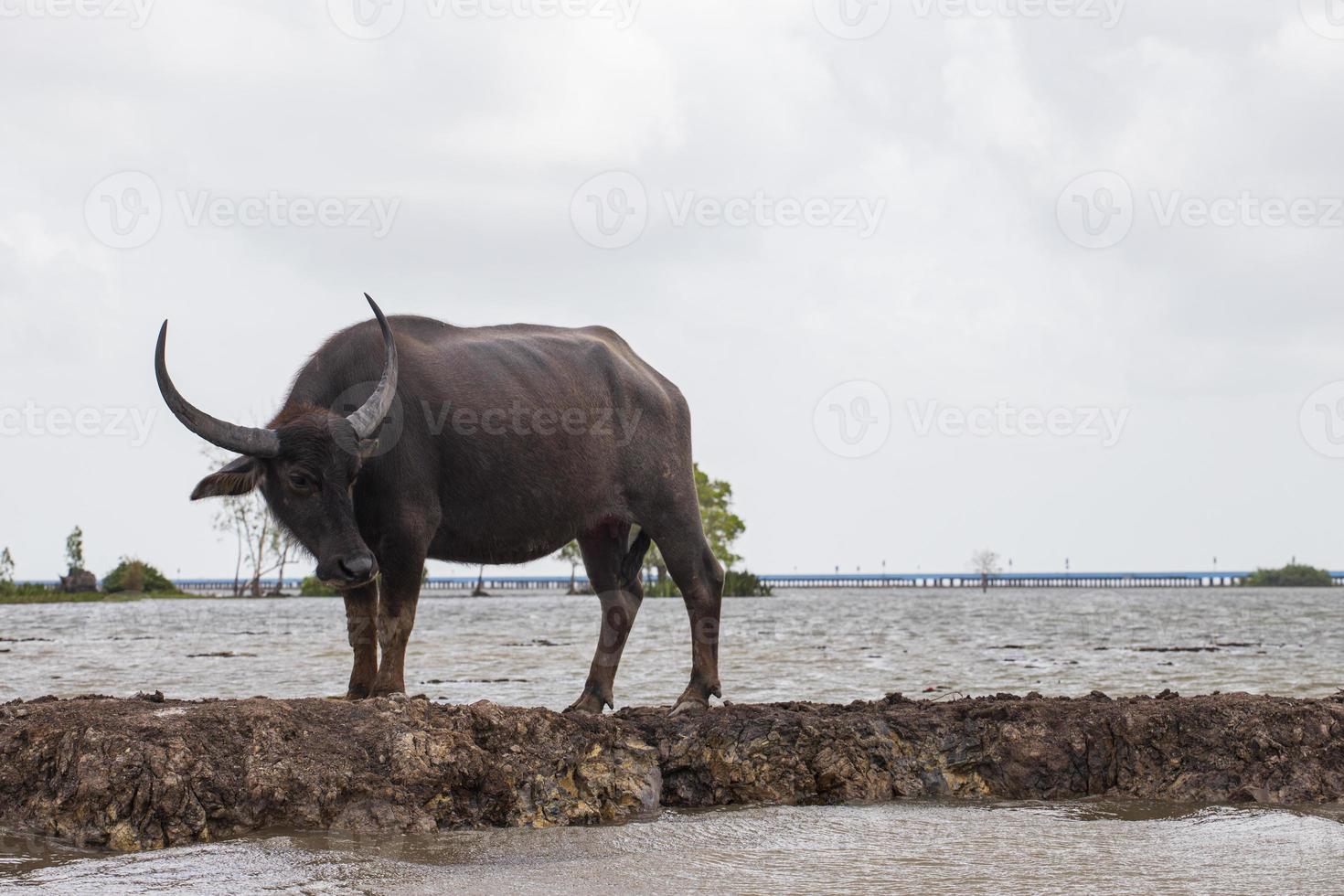 Thale Noi, Phatthalung, Thailand photo