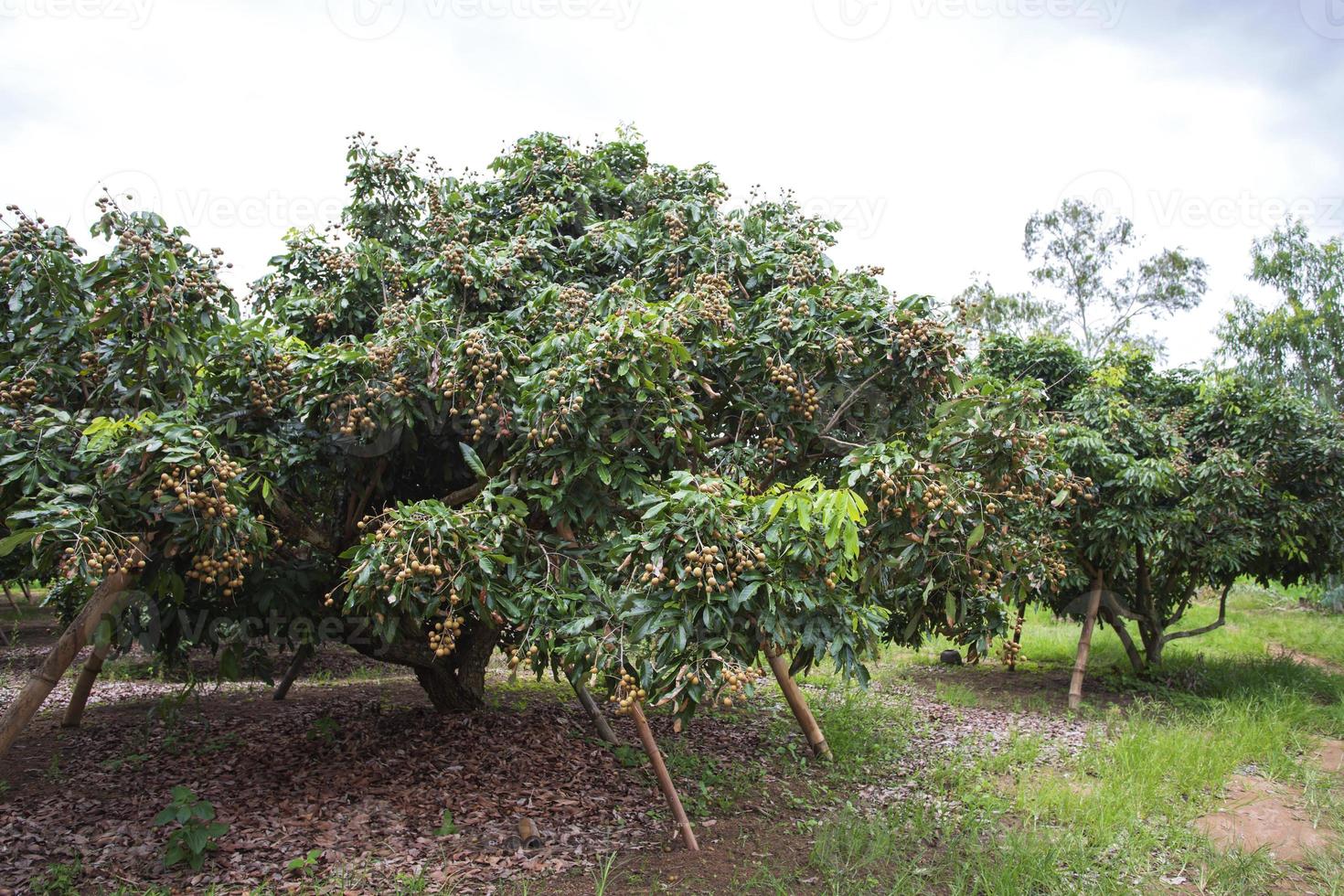 jardín longan, chiang mai foto