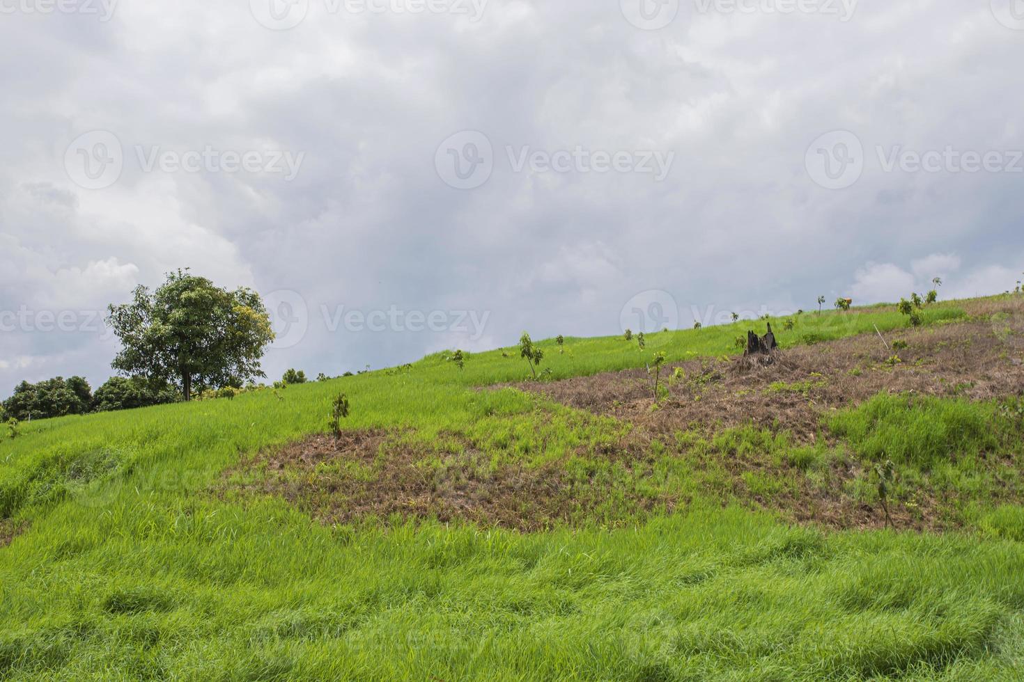 prado de la ladera, tailandia foto