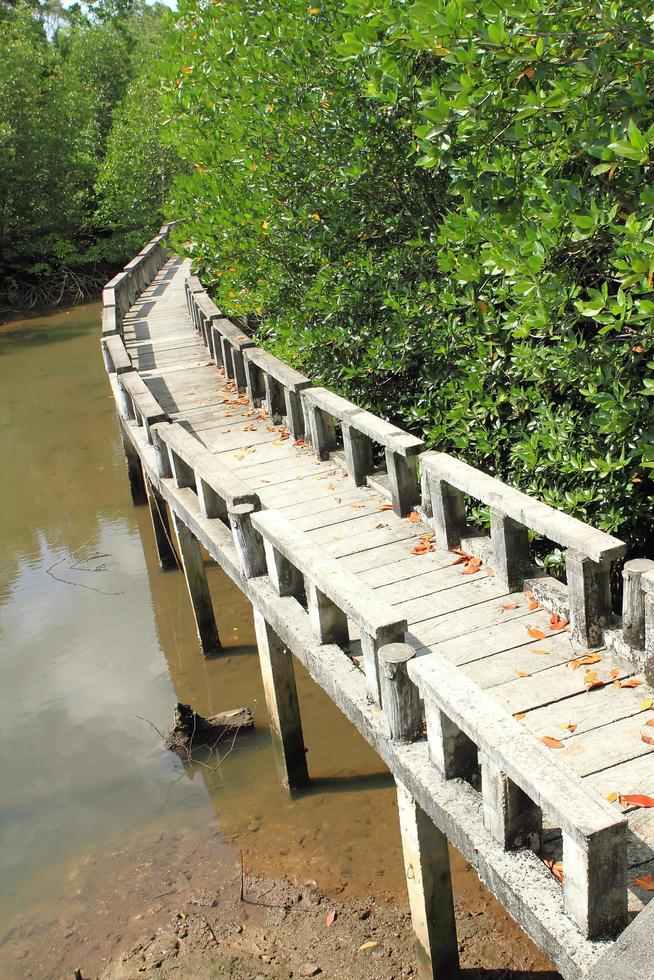 Concrete bridge go to mangrove forest photo